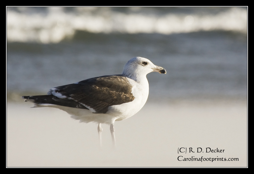A Black-backed Gull watches beach walkers suspiciously.