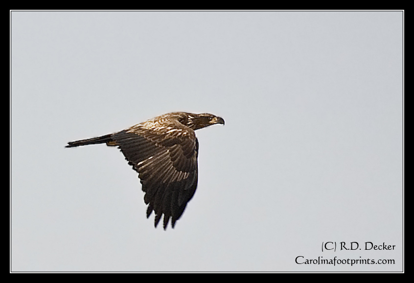 This is a young eagle, I have seen these birds around Carteret county / North Carolina's Crystal Coast on several occassions.