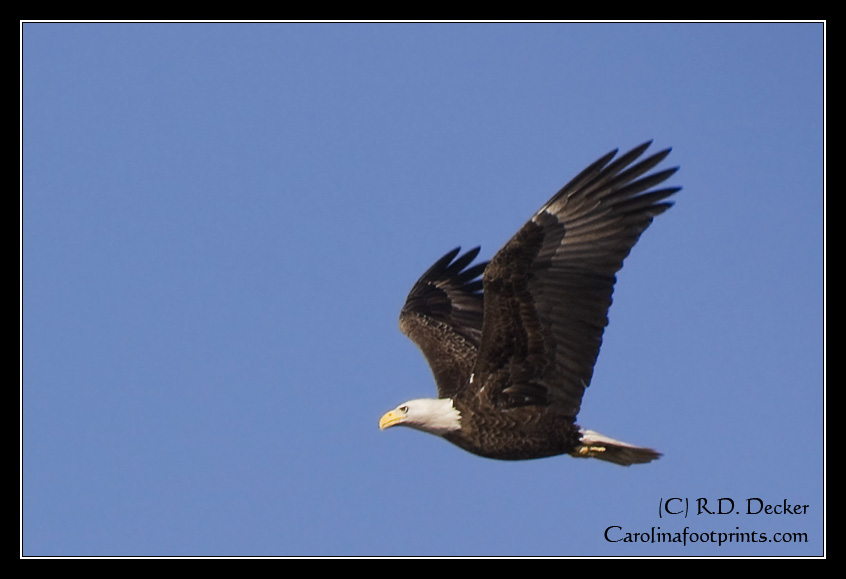 Once and endangered species an adult Bald Eagle soars above Lake Mattmuskeet in North Carolina.