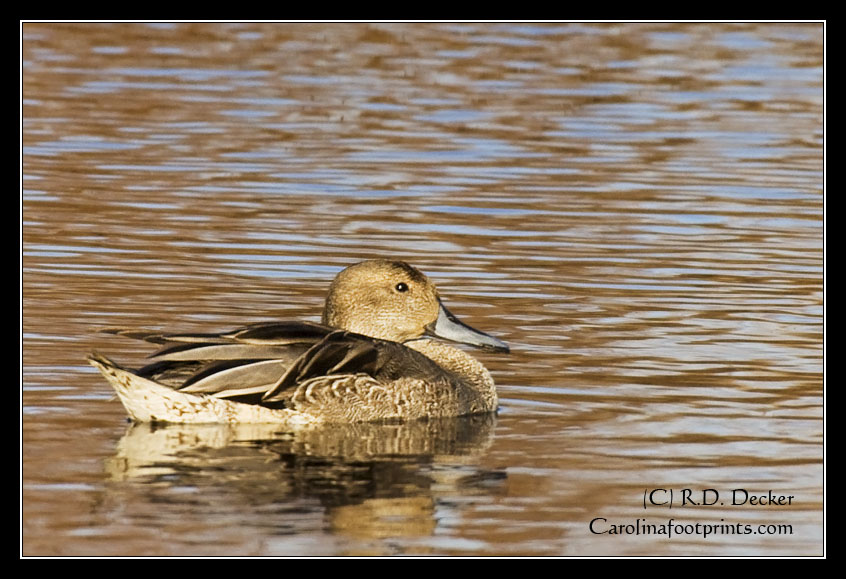 Female duck swims in a canal at Lake Mattmuskeet National Wildlife Refuge.