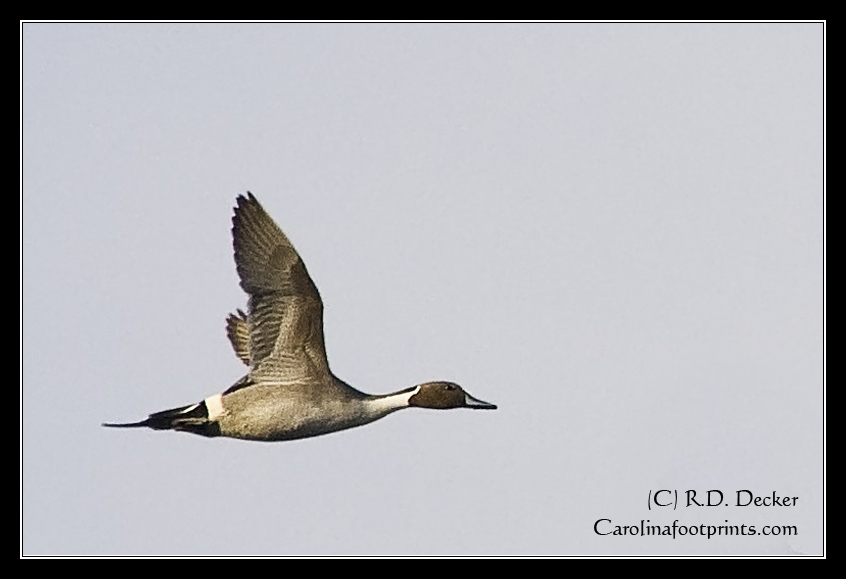 A Pintail Duck flies past my blind.