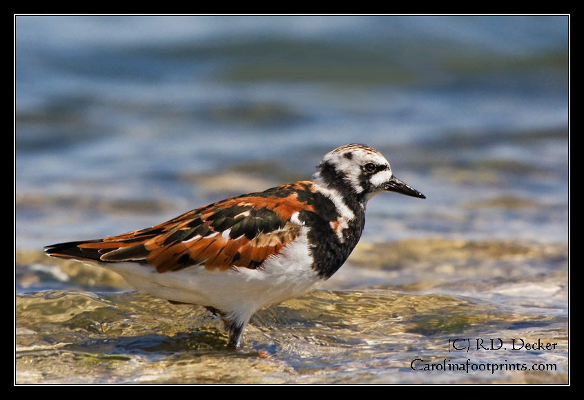 The Ruddy Turnstone has a distinctive Harlequin pattern to their plummage.