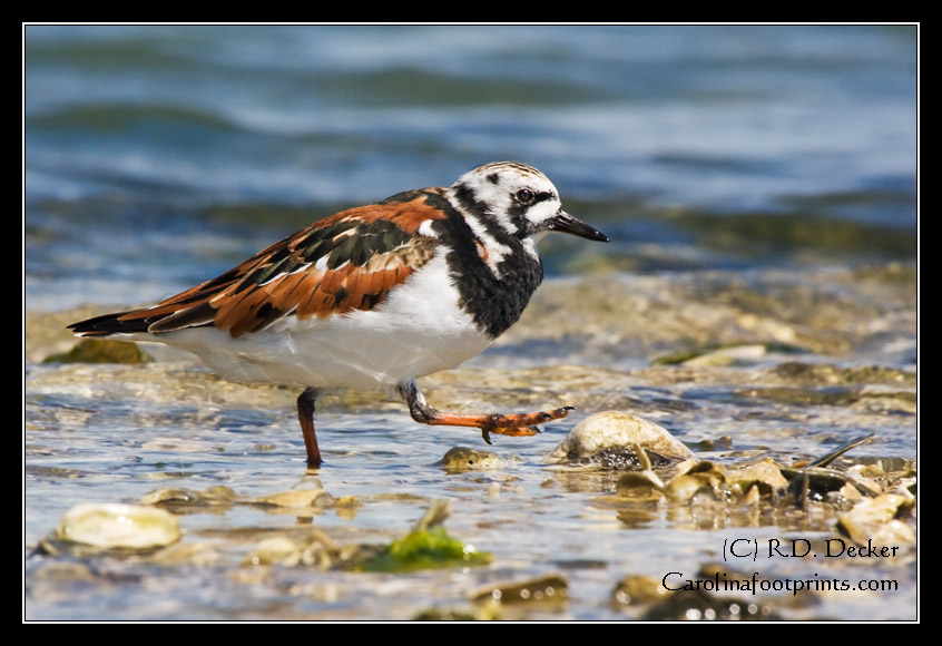 The Ruddy Turnstone can be found along North Carolina's coast during the winter and when they are migrating.