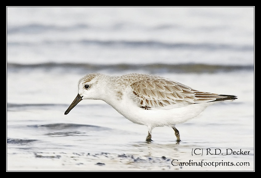 A Sanderling searches Atlantic Beach for a tastey meal.