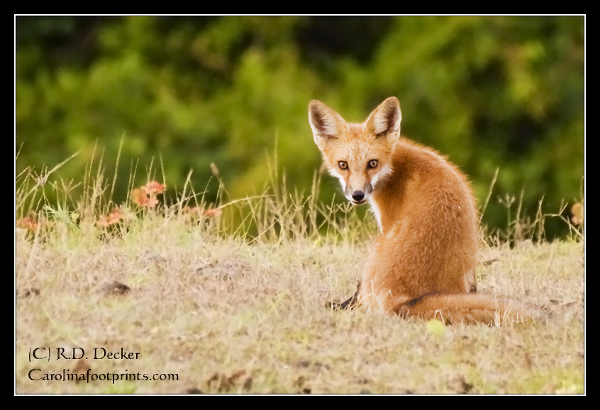 This red fox looks over his shoulder trying to determine if I might be a danger to him.