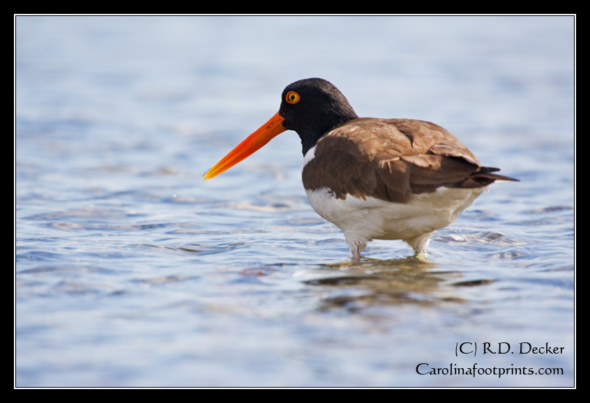 A final look at the American Oyster Catcher.