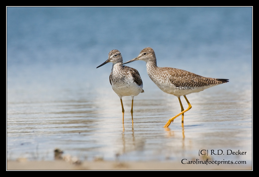 Two Yellowlegs share a moment together near Beaufort, NC.