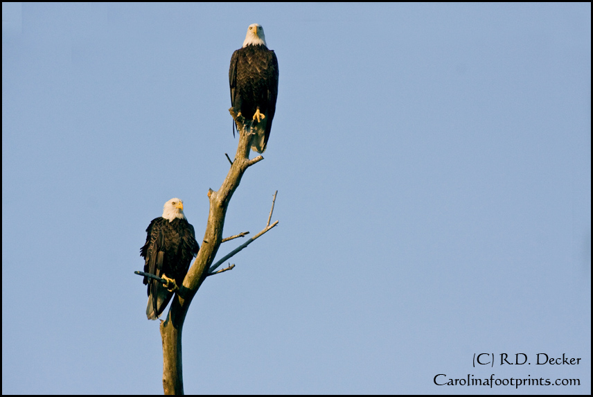 Finding two Bald Eagles perched together in the Croatan Forest is a special treat.