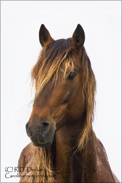 A handsome portrait of a wild mustang.