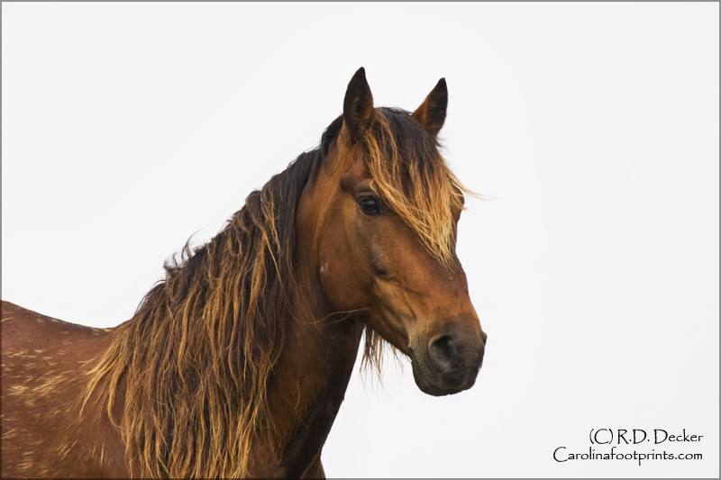 A handsome wild mustang of Spanish decent.