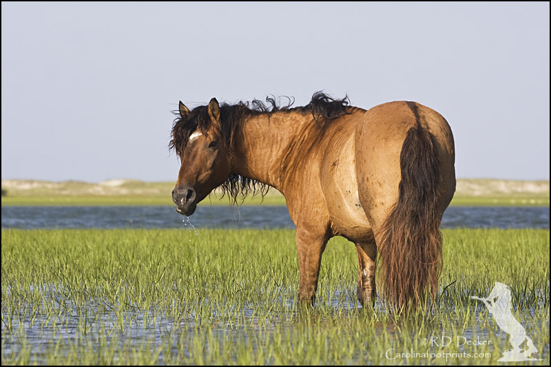 The Rachel Carson Estuarine Reserve has one of North Carolina's three herds of wild horses.