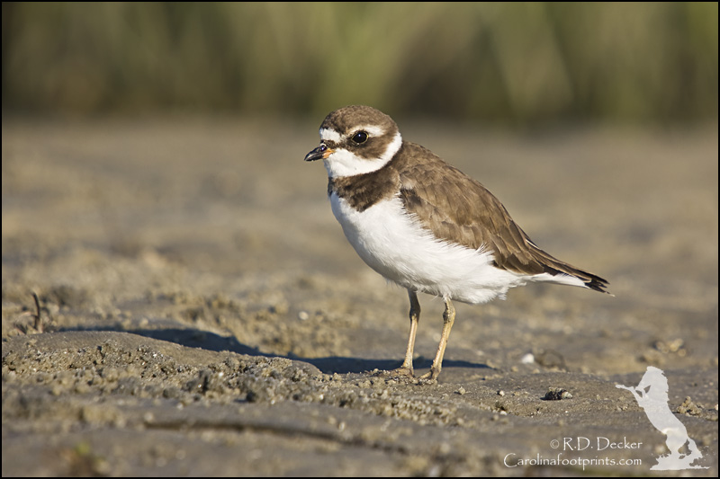A tiny plover explores the beach looking for a meal.
