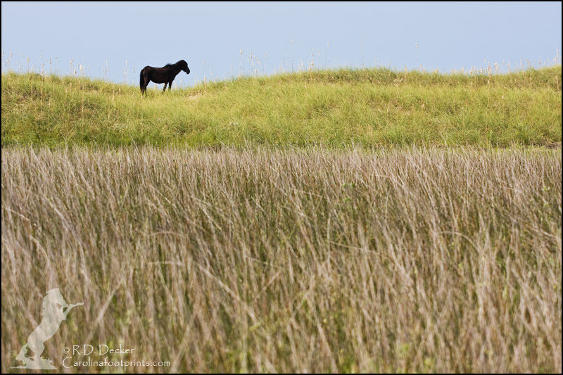An aging Spanish Mustang stands atop a sand dune on the Outer Banks of North Carolina.