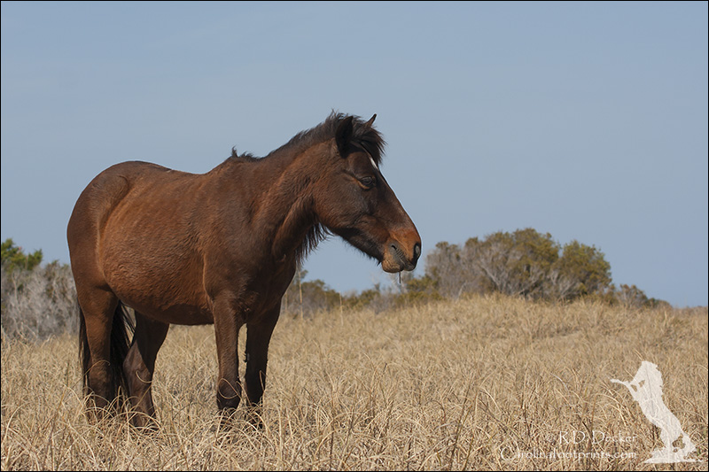 Not everyone realized there are wild Spanish Mustangs living along the eastern coast of the United States.