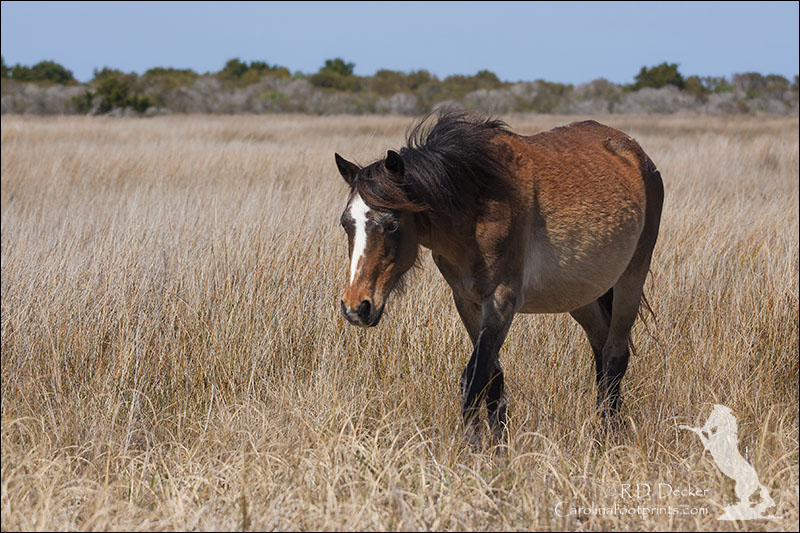 Photo from the April 2012 Crystal Coast Wild Horse Photo Safari.
