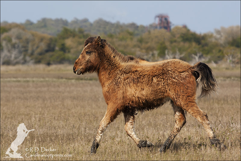 Foal running across Horse Island near Beaufort North Carolina