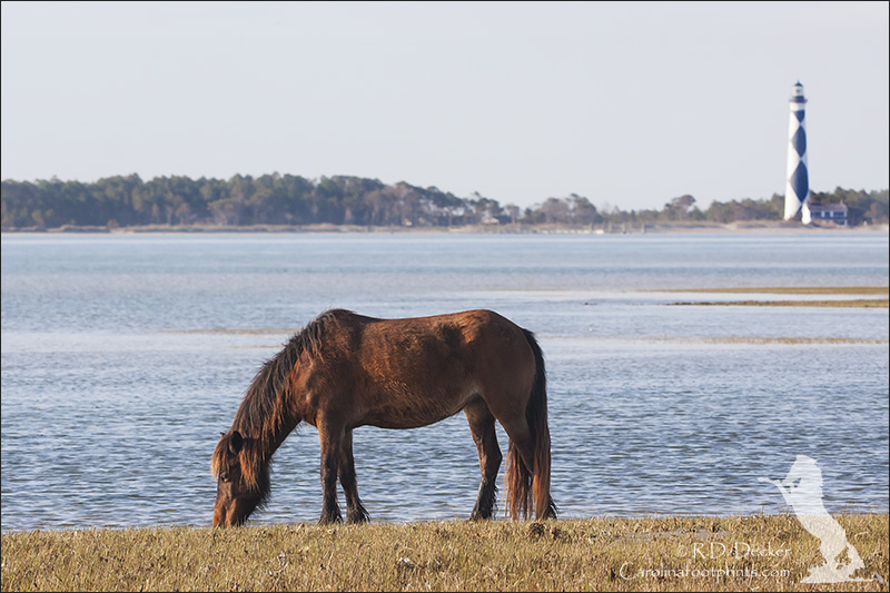 Wild mustang on a marsh island in the Cape Lookout National Seashore