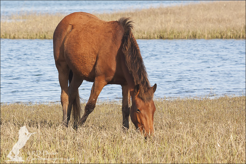 Outer Banks Wild Horse.
