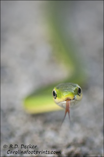 Green snakes eat primarily insects and spiders.