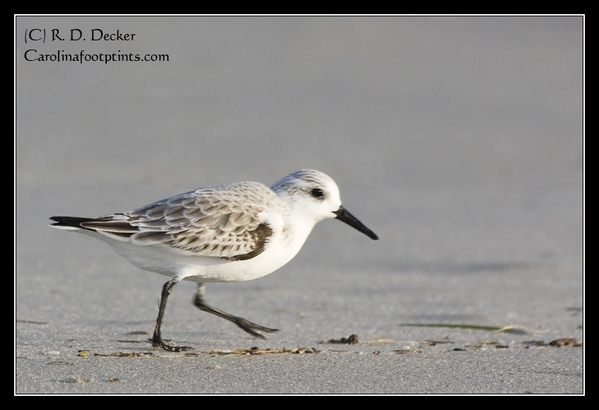 A Sanderling strolls along the beach in search for a snack.