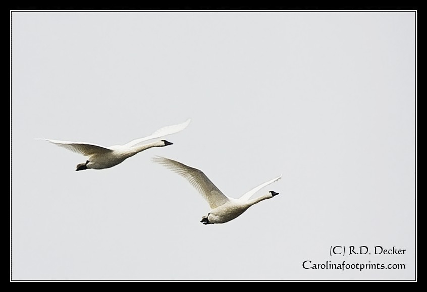 Two swans fly over Lake Mattmuskeet in Hyde county, North Carolina.