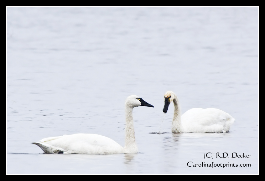 A pair of swans swim in the lake.
