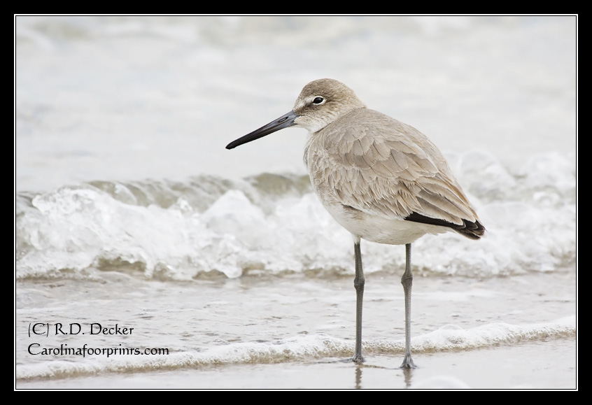 Willet in winter plumage, Atlantic Beach, NC.