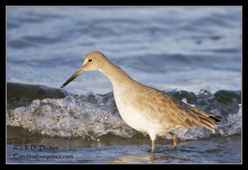 Willets are a common shorebird along North Carolina Beaches and make great subjects for nature photography.