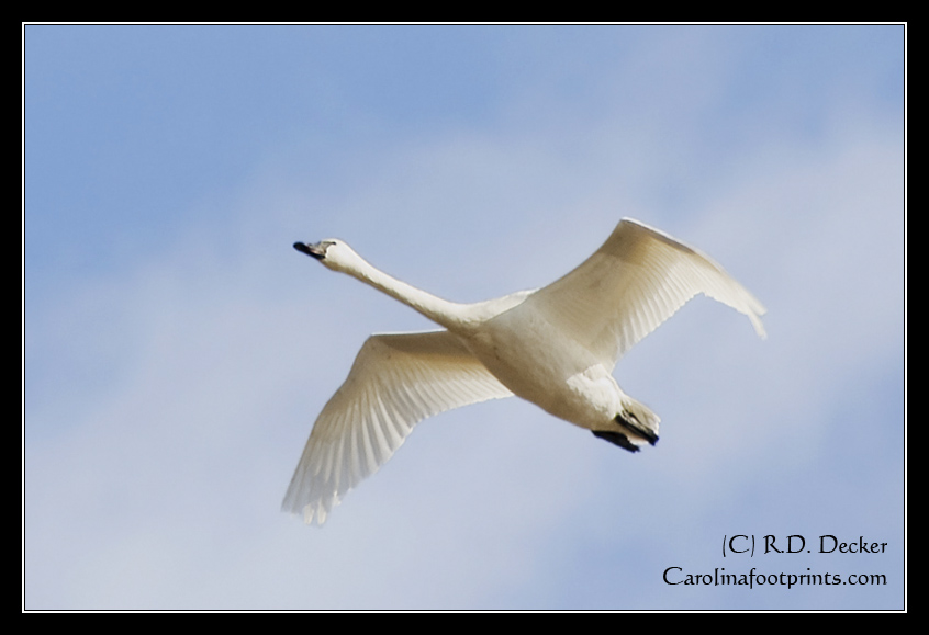 A Tundra Swan flies above Lake Mattmuskeet NWR.