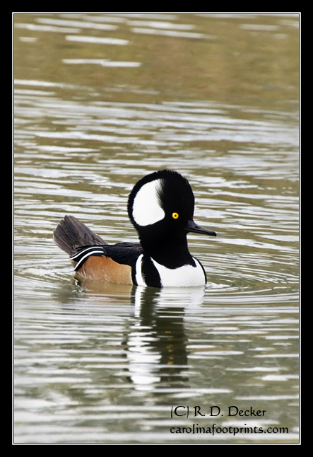 A Hooded Merganser calmly swims in a holding pond near a busy Jacksonville, NC street.