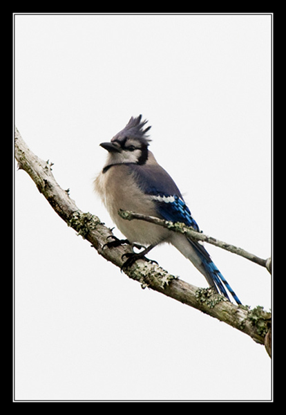 A blue Jay perched on the sun bleached remains of a pine tree.
