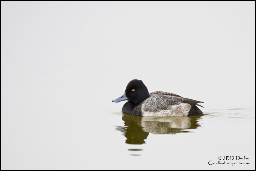 A Lesser Scaup swims in the South Pond at Pea Island National Wildlife Refuge on the Outer Banks of North Carolina.