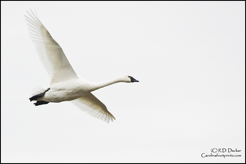 A Tundra Swan flies over a field at the Pungo Unit of the Pocosin Lakes National Wildlife Refuge.