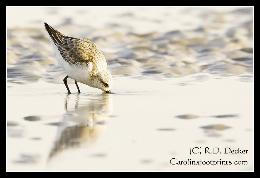 A Sanderly probes the sand for food as the tide recedes.