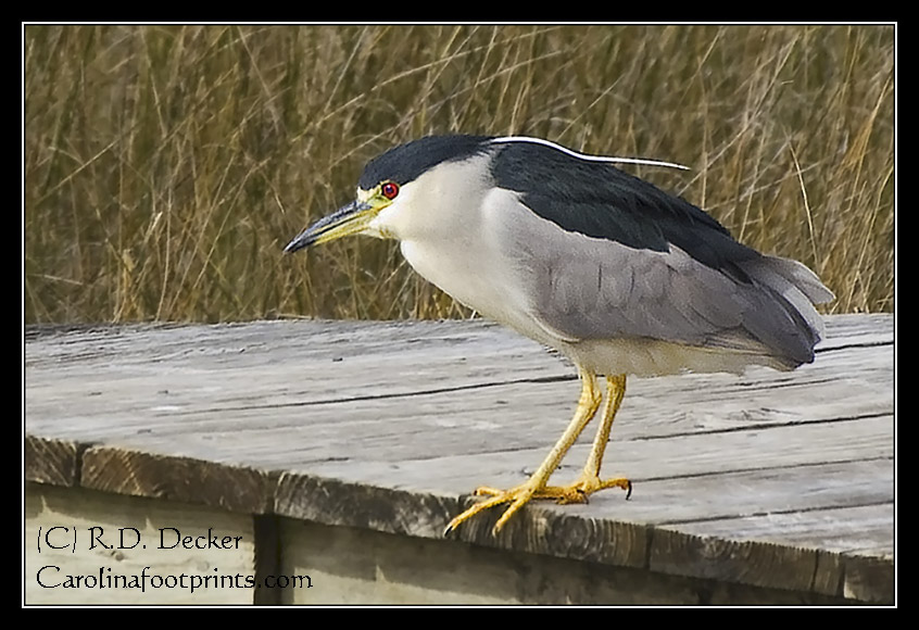 A Black-crowned Night Heron looks for a meal at the Harkers Island community harbor.