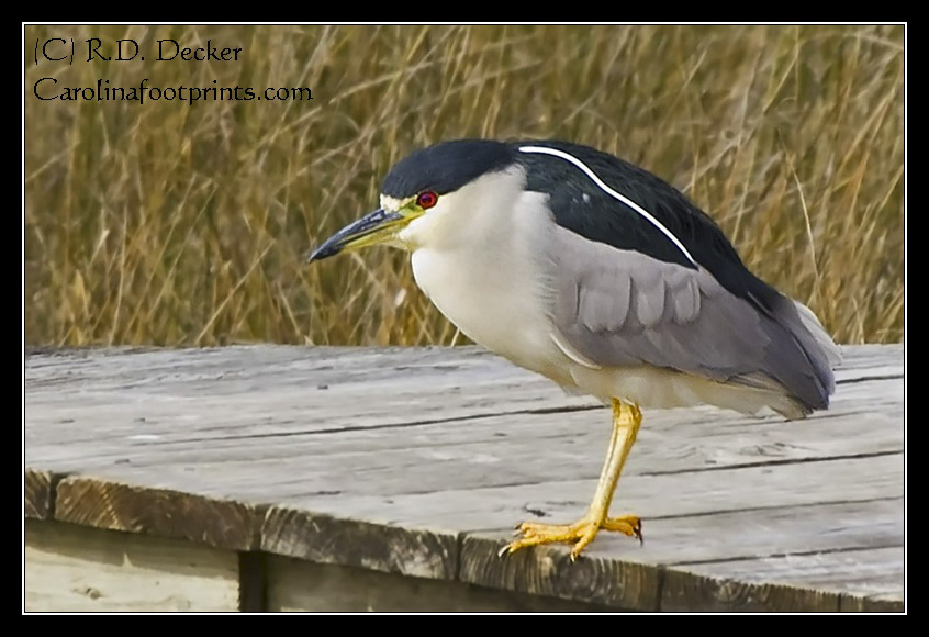 The Black-crowned Night Heron has shorter legs and necks with a stockier build than most other herons.