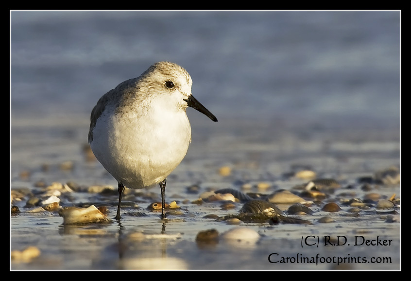 A Sanderling is a small shore bird found along NC beaches.  Notice the low angle of view used to make this image.
