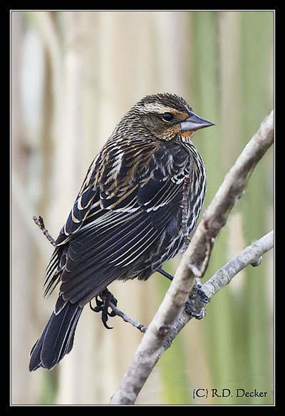 While frequently overlooked the female Redwing Blackbird is a very photogenic bird.