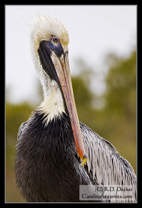 A Brown Pelican poses for a rainy day portrait.
