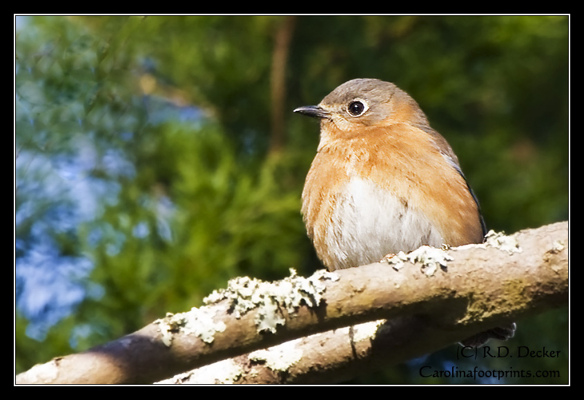 An Eastern Bluebird rests on a sunny branch along the Neusiok Trail near Cherry Branch, North Carolina.