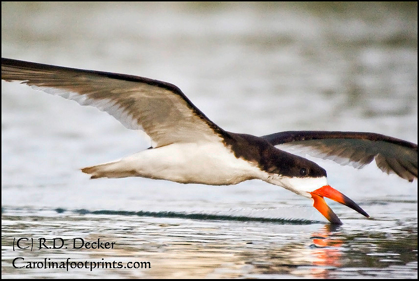 Black Skimmers can be found feeding all along North Carolina's Outer Banks.