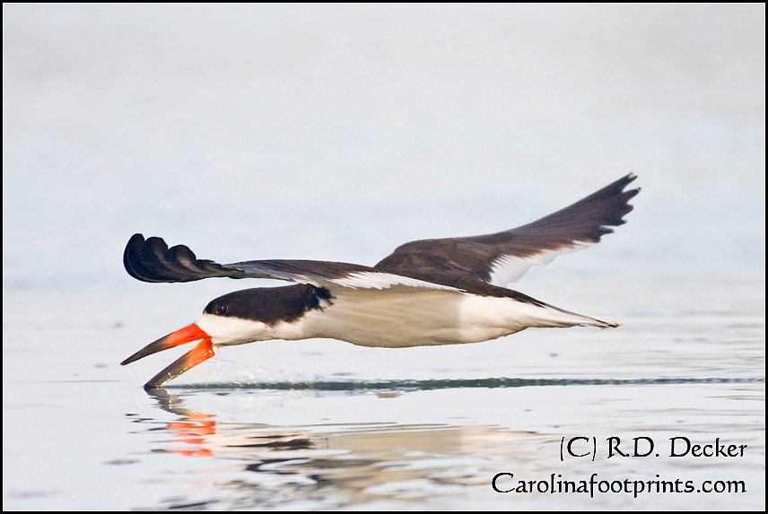 Black Skimmers get their name by how the feed.
