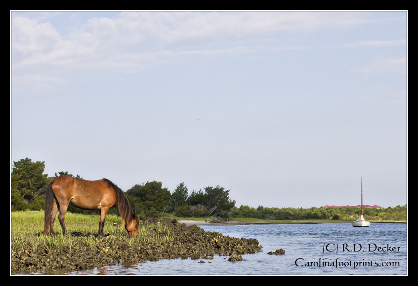 A Banker Horse feeds along Taylor's Creek across from Beaufort, North Carlina