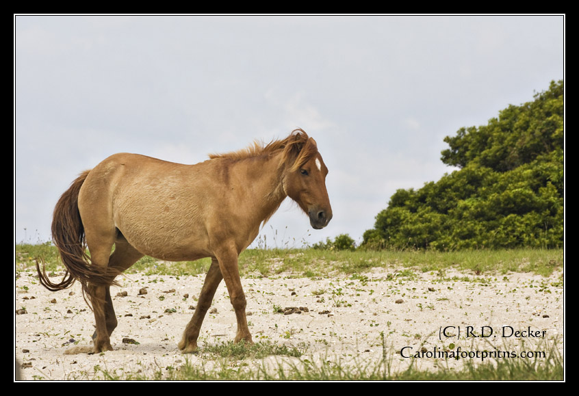 Feral horse on Carrot Island, Rachel Carson Estuarine Reserve