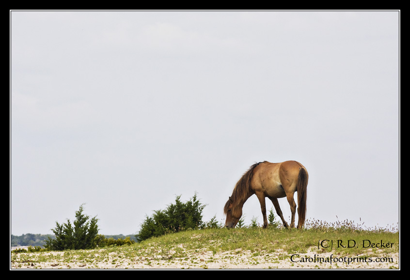 A Banker Horse feeds on top of a sand dune on Carrot Island