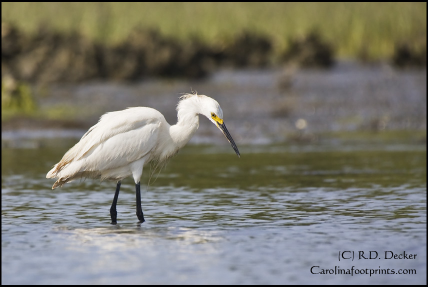 A Snowy Egret searches for a meal along Taylor's Creek.