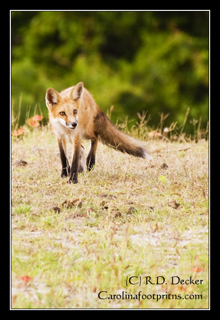 A red fox explores the dunes of Carrot Island.