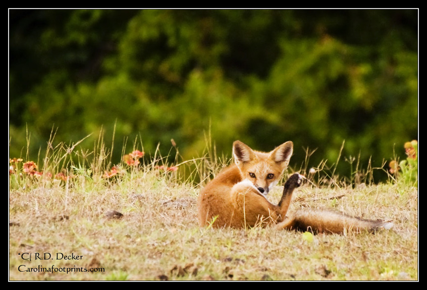 Red fox on a barrier island near Beaufort, North Carolina.