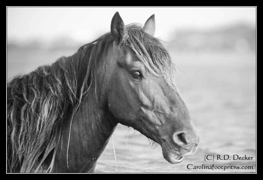 Banker Horse portrait in black and white.