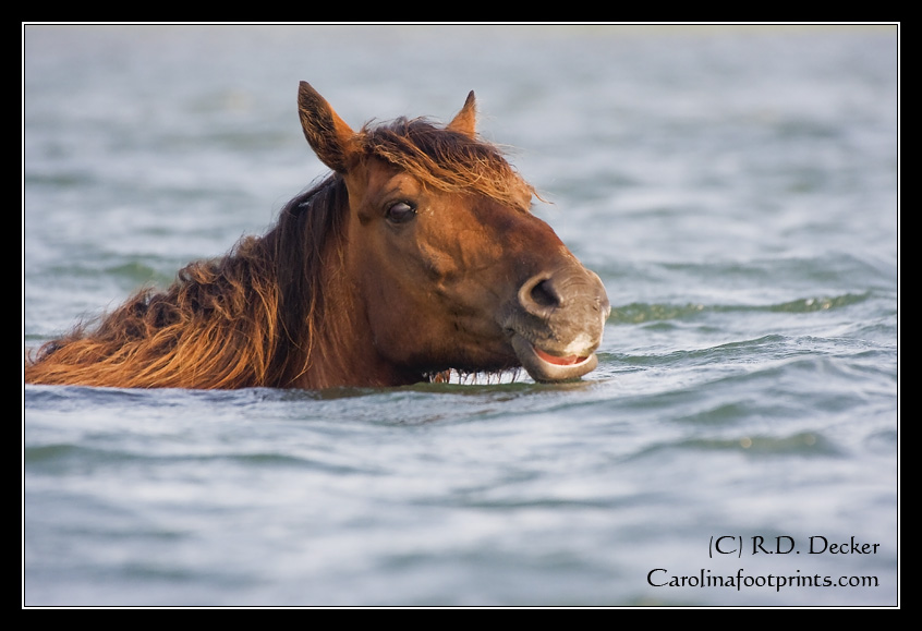 Neck deep in water this Banker Horse makes a crossing in the Rachel Carson Estuarine Reserve near Beaufort, NC.